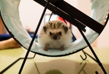 ハリネズミ　Hedgehog　｜ハリネズミとの日常フォトブログ。ちょもフォト島。
