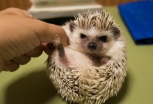 ハリネズミ　Hedgehog　｜ハリネズミとの日常フォトブログ。ちょもフォト島。