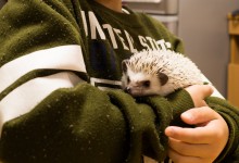 ハリネズミ　Hedgehog　｜ハリネズミとの日常フォトブログ。ちょもフォト島。