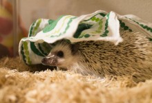 ハリネズミ　Hedgehog　｜ハリネズミとの日常フォトブログ。ちょもフォト島。