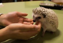 ハリネズミ　Hedgehog　｜ハリネズミとの日常フォトブログ。ちょもフォト島。