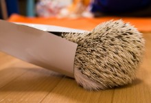 ハリネズミ　Hedgehog　｜ハリネズミとの日常フォトブログ。ちょもフォト島。