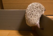 ハリネズミ　Hedgehog　｜ハリネズミとの日常フォトブログ。ちょもフォト島。