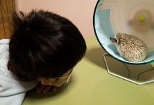 ハリネズミ　Hedgehog　｜ハリネズミとの日常フォトブログ。ちょもフォト島。