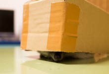 ハリネズミ　Hedgehog　｜ハリネズミとの日常フォトブログ。ちょもフォト島。