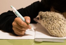 ハリネズミ　Hedgehog　｜ハリネズミとの日常フォトブログ。ちょもフォト島。