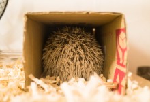 ハリネズミ　Hedgehog　｜ハリネズミとの日常フォトブログ。ちょもフォト島。