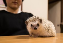 ハリネズミ　Hedgehog　｜ハリネズミとの日常フォトブログ。ちょもフォト島。