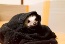 ハリネズミ　Hedgehog　｜ハリネズミとの日常フォトブログ。ちょもフォト島。