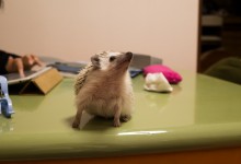 ハリネズミ　Hedgehog　｜ハリネズミとの日常フォトブログ。ちょもフォト島。