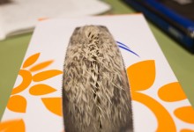 ハリネズミ　Hedgehog　｜ハリネズミとの日常フォトブログ。ちょもフォト島。