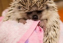 ハリネズミ　Hedgehog　｜ハリネズミとの日常フォトブログ。ちょもフォト島。