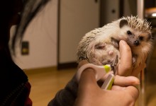 ハリネズミ　Hedgehog　｜ハリネズミとの日常フォトブログ。ちょもフォト島。