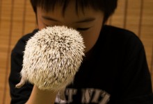 ハリネズミ　Hedgehog　｜ハリネズミとの日常フォトブログ。ちょもフォト島。