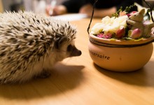 ハリネズミ　Hedgehog　｜ハリネズミとの日常フォトブログ。ちょもフォト島。