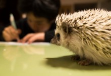 ハリネズミ　Hedgehog　｜ハリネズミとの日常フォトブログ。ちょもフォト島。