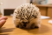 ハリネズミ　Hedgehog　｜ハリネズミとの日常フォトブログ。ちょもフォト島。