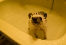 ハリネズミ　Hedgehog　｜ハリネズミとの日常フォトブログ。ちょもフォト島。