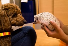 ハリネズミ　Hedgehog　｜ハリネズミとの日常フォトブログ。ちょもフォト島。
