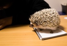ハリネズミ　Hedgehog　｜ハリネズミとの日常フォトブログ。ちょもフォト島。