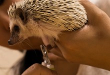 ハリネズミ　Hedgehog　｜ハリネズミとの日常フォトブログ。ちょもフォト島。