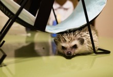 ハリネズミ　Hedgehog　｜ハリネズミとの日常フォトブログ。ちょもフォト島。