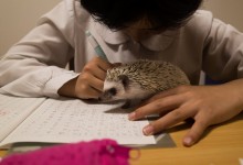 ハリネズミ　Hedgehog　｜ハリネズミとの日常フォトブログ。ちょもフォト島。