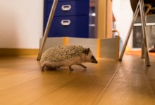 ハリネズミ　Hedgehog　｜ハリネズミとの日常フォトブログ。ちょもフォト島。