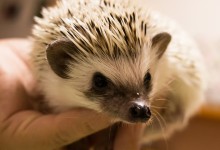 ハリネズミ　Hedgehog　｜ハリネズミとの日常フォトブログ。ちょもフォト島。
