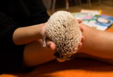 ハリネズミ　Hedgehog　｜ハリネズミとの日常フォトブログ。ちょもフォト島。
