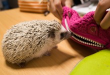 ハリネズミ　Hedgehog　｜ハリネズミとの日常フォトブログ。ちょもフォト島。