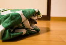 ハリネズミ　Hedgehog　｜ハリネズミとの日常フォトブログ。ちょもフォト島。