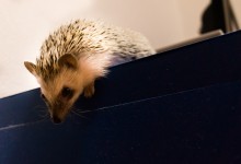ハリネズミ　Hedgehog　｜ハリネズミとの日常フォトブログ。ちょもフォト島。