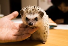 ハリネズミ　Hedgehog　｜ハリネズミとの日常フォトブログ。ちょもフォト島。