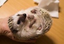 ハリネズミ　Hedgehog　｜ハリネズミとの日常フォトブログ。ちょもフォト島。
