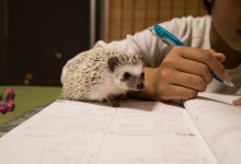 ハリネズミ　Hedgehog　｜ハリネズミとの日常フォトブログ。ちょもフォト島。