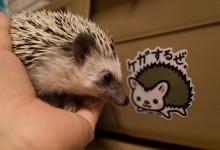 ハリネズミ　Hedgehog　｜ハリネズミとの日常フォトブログ。ちょもフォト島。