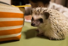 ハリネズミ　Hedgehog　｜ハリネズミとの日常フォトブログ。ちょもフォト島。