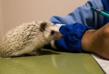 ハリネズミ　Hedgehog　｜ハリネズミとの日常フォトブログ。ちょもフォト島。