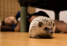 ハリネズミ　Hedgehog　｜ハリネズミとの日常フォトブログ。ちょもフォト島。