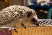 ハリネズミ　Hedgehog　｜ハリネズミとの日常フォトブログ。ちょもフォト島。