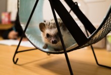 ハリネズミ　Hedgehog　｜ハリネズミとの日常フォトブログ。ちょもフォト島。