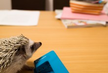 ハリネズミ　Hedgehog　｜ハリネズミとの日常フォトブログ。ちょもフォト島。