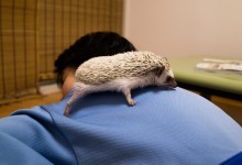 ハリネズミ　Hedgehog　｜ハリネズミとの日常フォトブログ。ちょもフォト島。