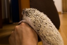 ハリネズミ　Hedgehog　｜ハリネズミとの日常フォトブログ。ちょもフォト島。