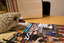 ハリネズミ　Hedgehog　｜ハリネズミとの日常フォトブログ。ちょもフォト島。