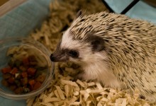 ハリネズミ　Hedgehog　｜ハリネズミとの日常フォトブログ。ちょもフォト島。