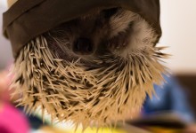 ハリネズミ　Hedgehog　｜ハリネズミとの日常フォトブログ。ちょもフォト島。