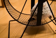 ハリネズミ　Hedgehog　｜ハリネズミとの日常フォトブログ。ちょもフォト島。