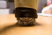 ハリネズミ　Hedgehog　｜ハリネズミとの日常フォトブログ。ちょもフォト島。